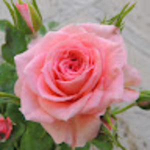 Meet your Posher, Stephanie